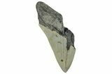 Partial, Fossil Megalodon Tooth - Serrated Blade #294694-1